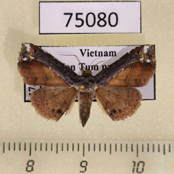 Noctuidae Zurobata vacillans Vietnam