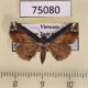 75080p Noctuidae Zurobata vacillans Vietnam $8
