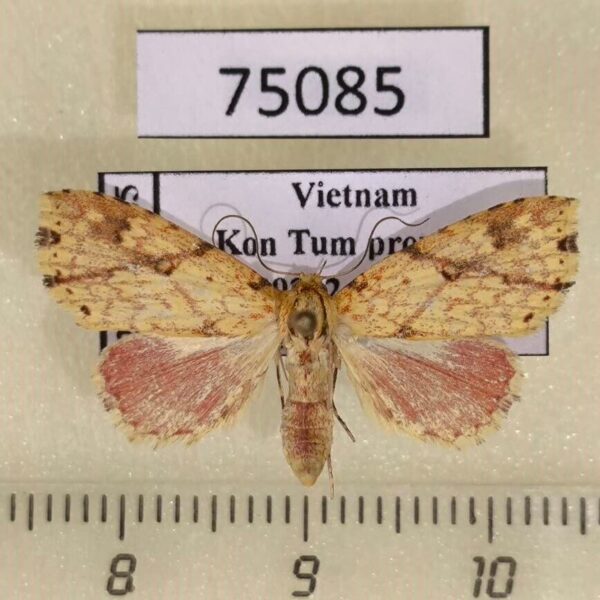 Noctuidae Tipasa obliquiflava f Vietnam