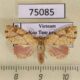 75085p Noctuidae Tipasa obliquiflava f Vietnam $9