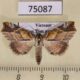 75087p Noctuidae Olulis shigakii Vietnam $20