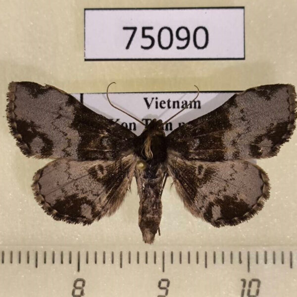 Noctuidae Mosopia kononenkoi Vietnam