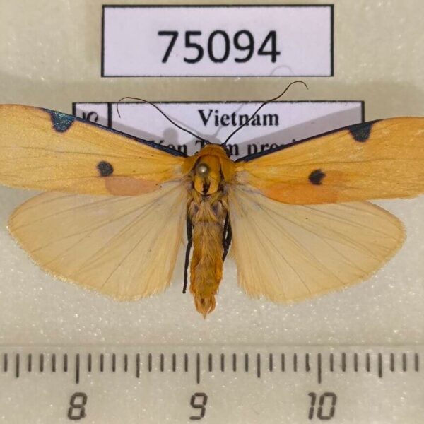 Arctiidae Conilepia cao Vietnam