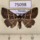 75098p Noctuidae Bertula bisectalis Vietnam $7