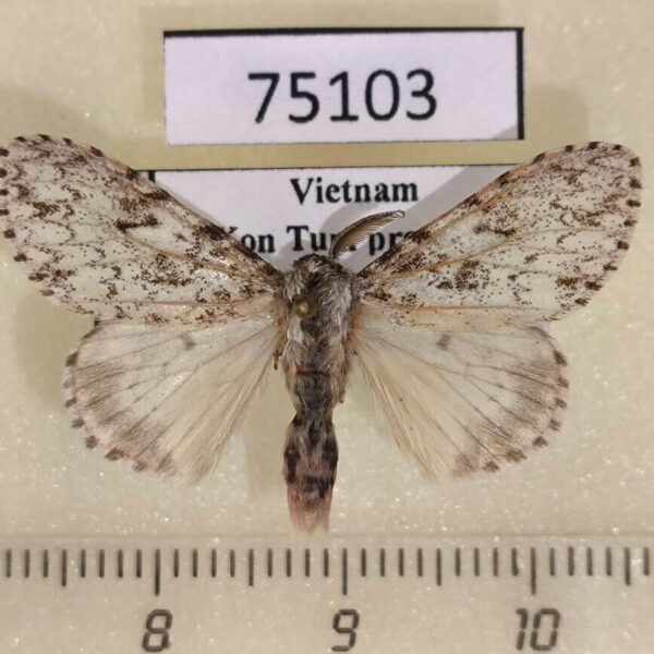 Lymantridae Lymantria sp. Vietnam