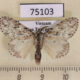 75103p Lymantridae Lymantria sp. Vietnam $7