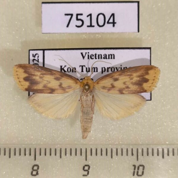 Arctiidae Barsaurea phaeoxanthia Thailand