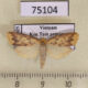 75104p Arctiidae Barsaurea phaeoxanthia Thailand $10