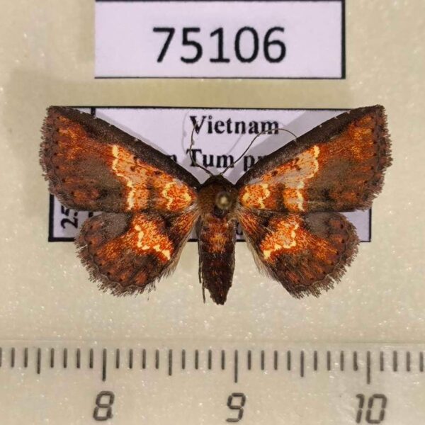 Noctuidae Cerynea igniaria Vietnam