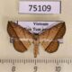 75109p Noctuidae sp. Vietnam $9