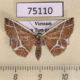75110p Noctuidae Aventiini sp. Vietnam $12