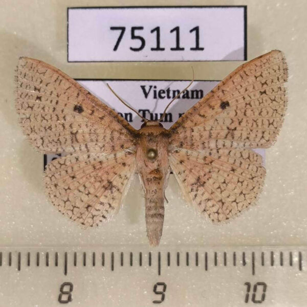 Thyrididae Aglaopus decussata Vietnam