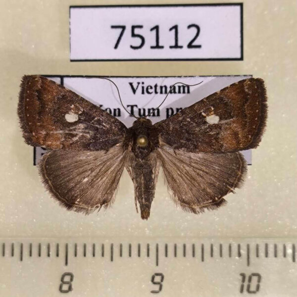 Noctuidae Androlymnia axis Vietnam