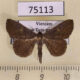 75113p Noctuidae Paracolax sp. Vietnam $12