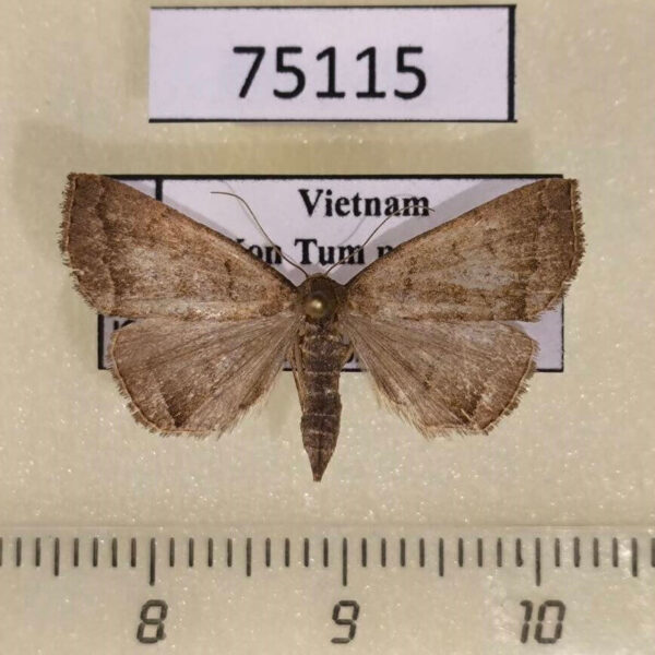 Noctuidae Polypogon sp. radula Vietnam