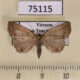75115p Noctuidae Polypogon sp. radula Vietnam $6