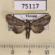 75117p Euteliidae Anigraea cinctipalpis Vietnam $10