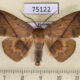 75122p Noctuidae Heterospila fulgurea Vietnam $8