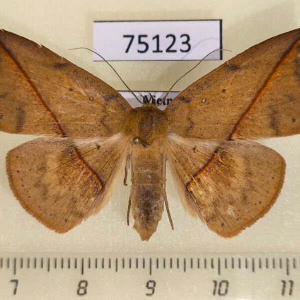 Noctuidae Heterospila fulgurea f Vietnam
