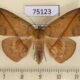 75123p Noctuidae Heterospila fulgurea f Vietnam $9