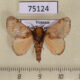 75124p Limacodidae Mambarona obliquifascia Vietnam $6