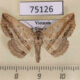 75126p Noctuidae Carsina kanshireiensis Vietnam $10