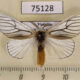 75128p Lymantridae Himala argentea Vietnam $8