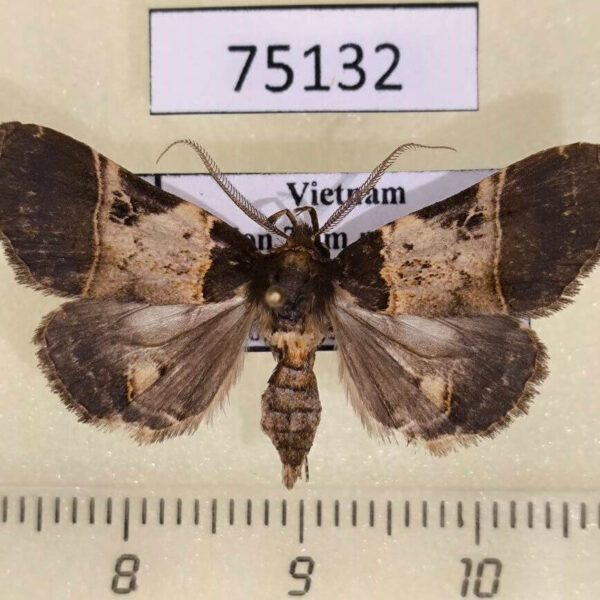 Noctuidae sp. Vietnam