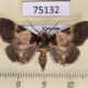 75132p Noctuidae sp. Vietnam $10