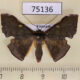 75136p Geometridae Fascellina chromataria Vietnam $7