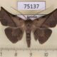 75137p Noctuidae Heterosplia nigripalpis Vietnam $5