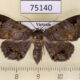 75140p Noctuidae Mecodina cineracea f Vietnam $8