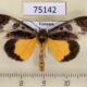 75142p Noctuidae Sarbanissa subalba Vietnam $7