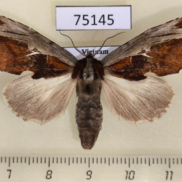 Notodontiidae Allata sp. duplius f Vietnam