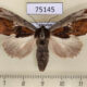 75145p Notodontiidae Allata sp. duplius f Vietnam $10