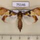 75146p Crambidae Terastia egialealis Vietnam $10
