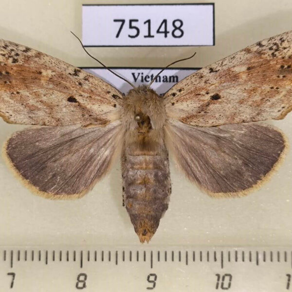 Notodontiidae Besaia crenelata f Vietnam