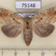 75148p Notodontiidae Besaia crenelata f Vietnam $12