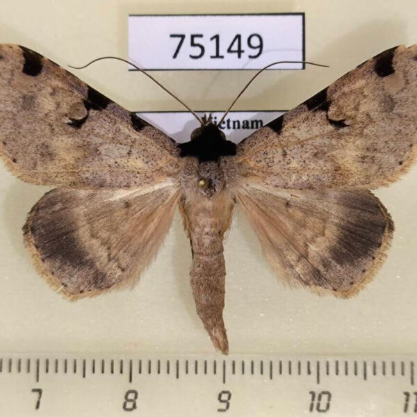 Noctuidae Rema costimacula Vietnam