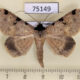 75149p Noctuidae Rema costimacula Vietnam $9