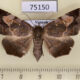 75150p Noctuidae Thyrostipa sp. f Vietnam $12
