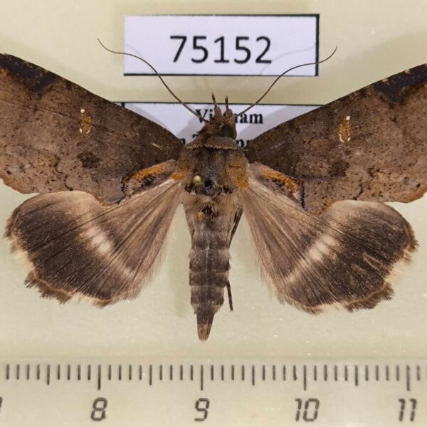 Noctuidae Ercheia kebea Vietnam
