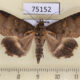 75152p Noctuidae Ercheia kebea Vietnam $12