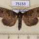 75153p Noctuidae Avitta subsignans Vietnam $9