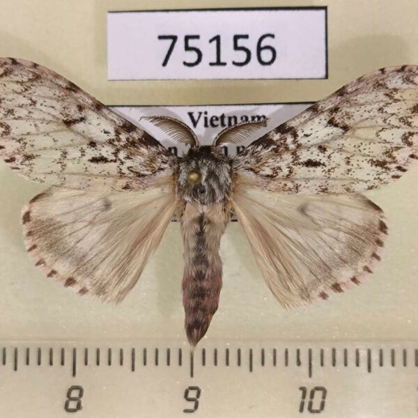 Lymantridae Lymantria sp. Vietnam