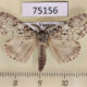 75156p Lymantridae Lymantria sp. Vietnam $10