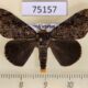75157p Lymantridae Locharna strigipennis Vietnam $15