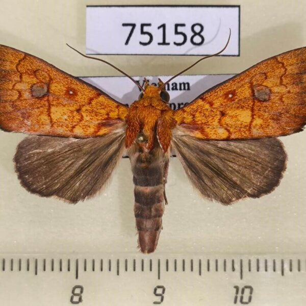 Noctuidae Rusicada combinans Vietnam