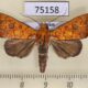75158p Noctuidae Rusicada combinans Vietnam $8