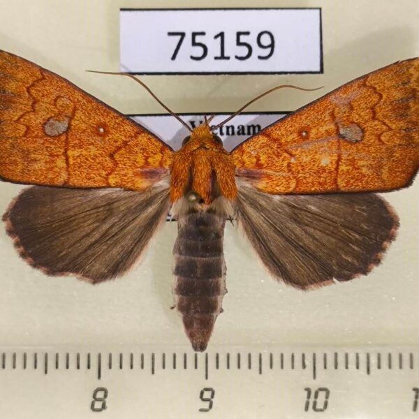 Noctuidae Rusicada combinans f Vietnam